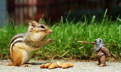 crazy chipmunk